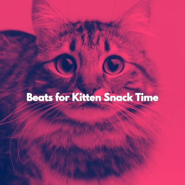 Beats for Kitten Snack Time - Jazz Music Lounge