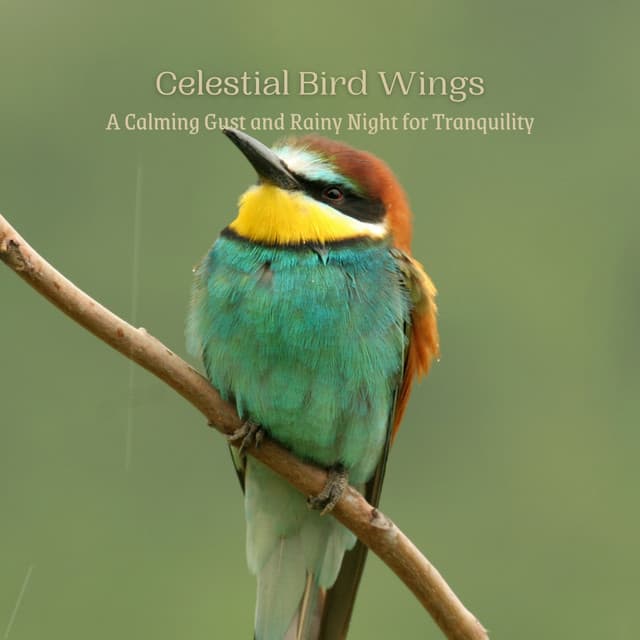 Celestial Bird Wings: A Calming Gust and Rainy Night for Tranquility - Let It Rain