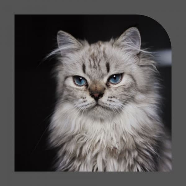 Smooth Jazz Guitar - Background Music for Nocturnal Cats - Cat Music Studio