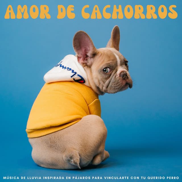 Amor De Cachorros: Música De Lluvia Inspirada En Pájaros Para Vincularte Con Tu Querido Perro - Príncipe de la lluvia