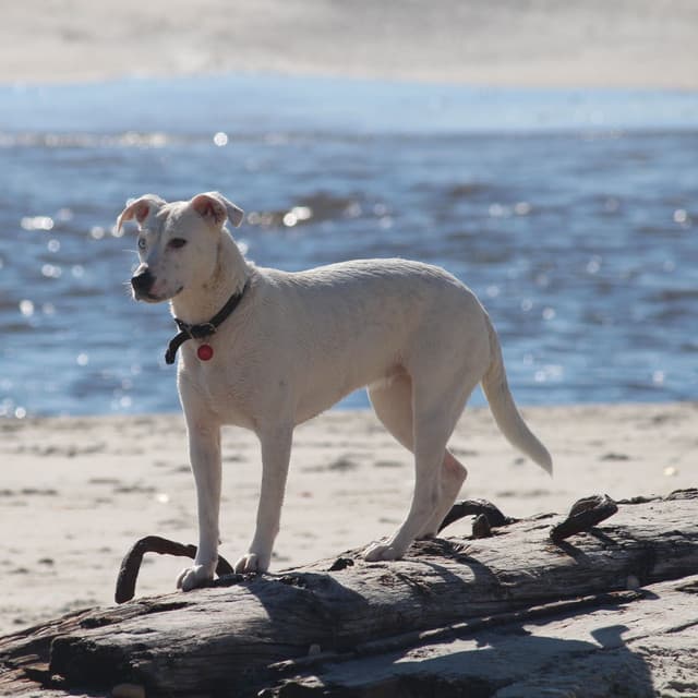 Aqua Dog Comfort: Binaural Oceanic Soothing Delight - Binaural Explorer