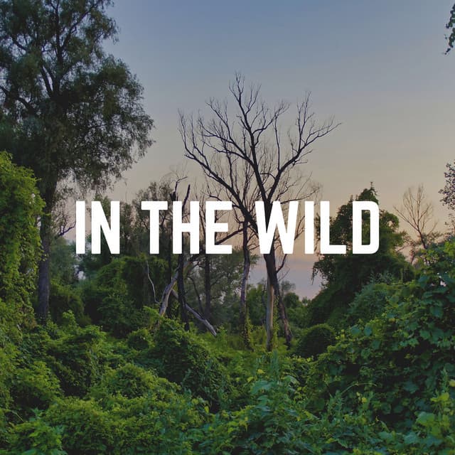 In the Wild - Nature Label