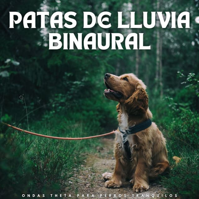 Patas De Lluvia Binaural: Ondas Theta Para Perros Tranquilos - Bestia binaural