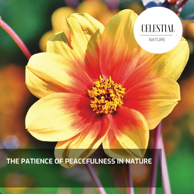 The Patience of Peacefulness in Nature - Nature Radiance