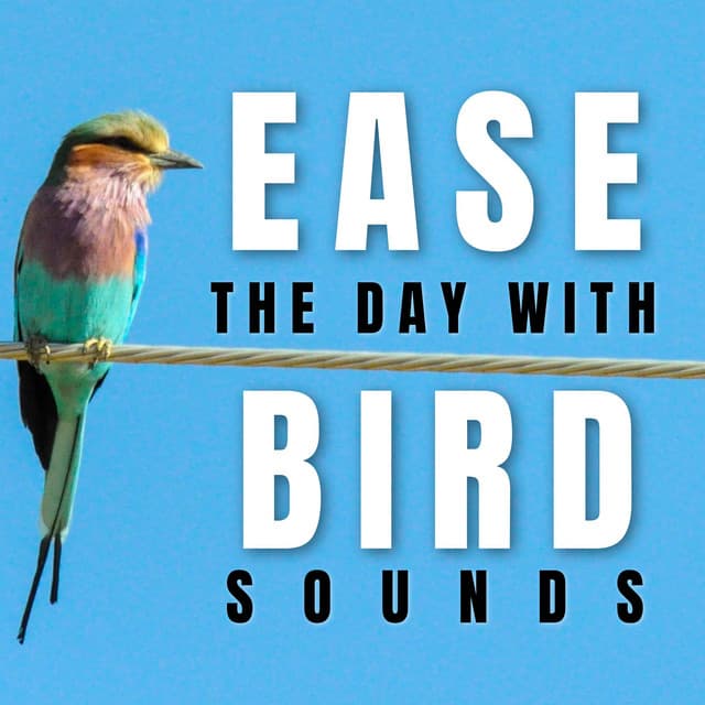 Ease the day with Bird Sounds - Bird Sounds