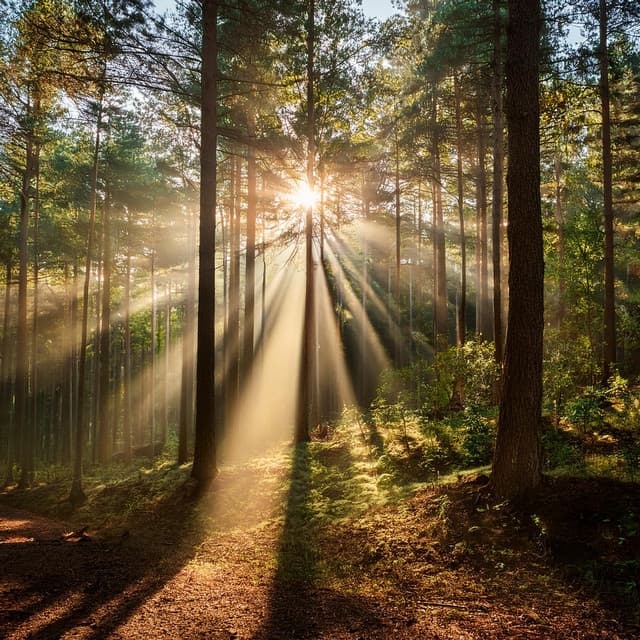 Armonía Suave: Melodías De Relajación Lofi - Naturaleza pacífica