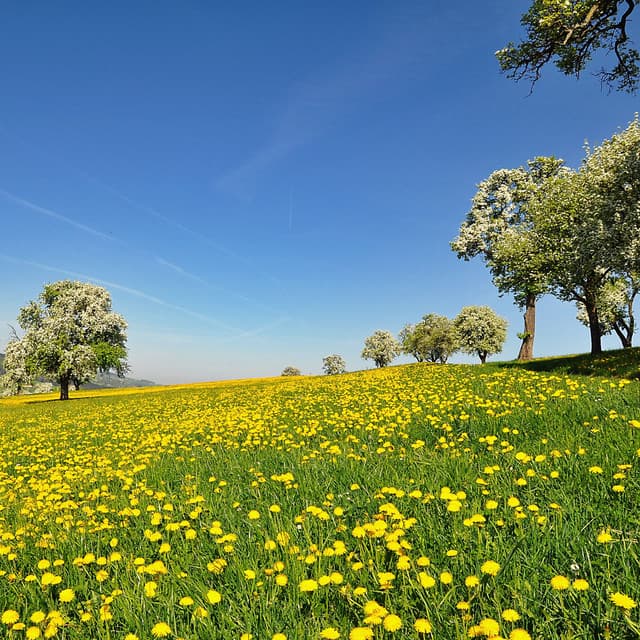 Ethereal Landscapes: Symphony of Enchanted Nature - Island Nature Sounds
