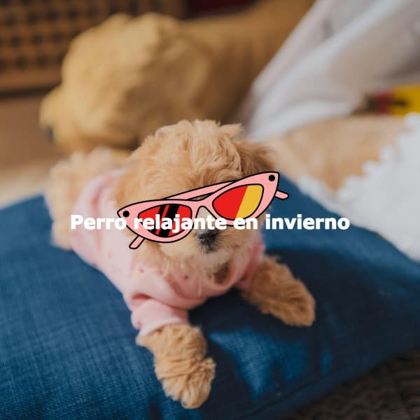 Perro relajante en invierno - Relaxing Jazz Music