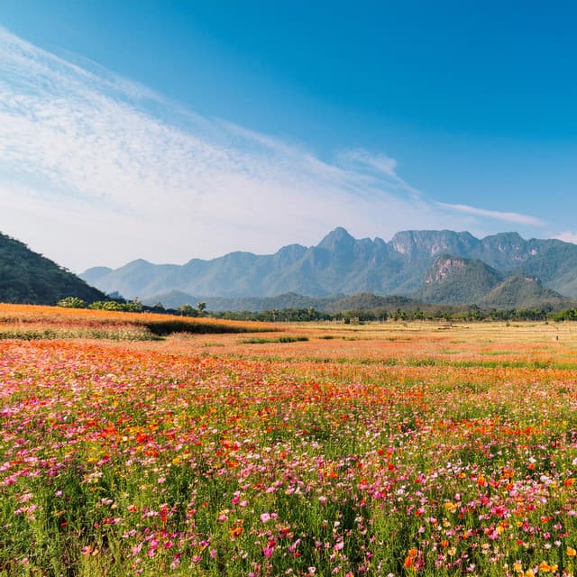 Paisajes Sonoros De Vida: Música Para Sentir - Mejores Sonidos ASMR