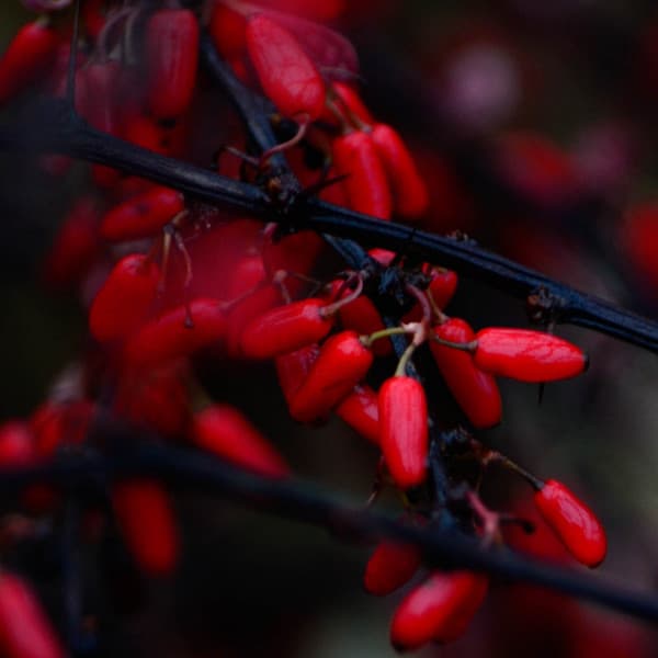 Dreams - Soothing music