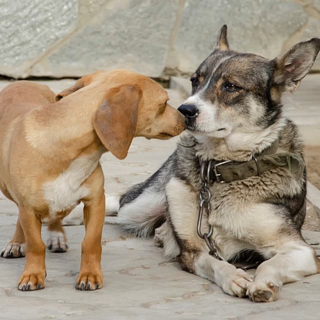 Soothing Music for Pets' Restful Days - Calming Noises