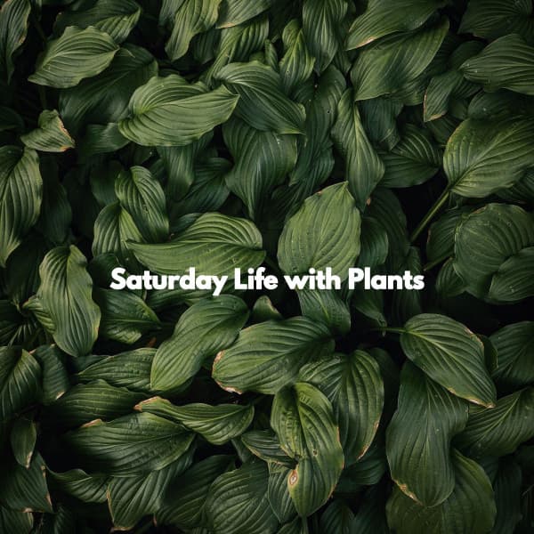 Saturday Life with Plants - Bossa Nova Project