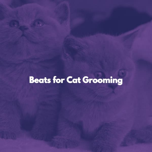 Beats for Cat Grooming - Cafe Bossa Nova Playlist