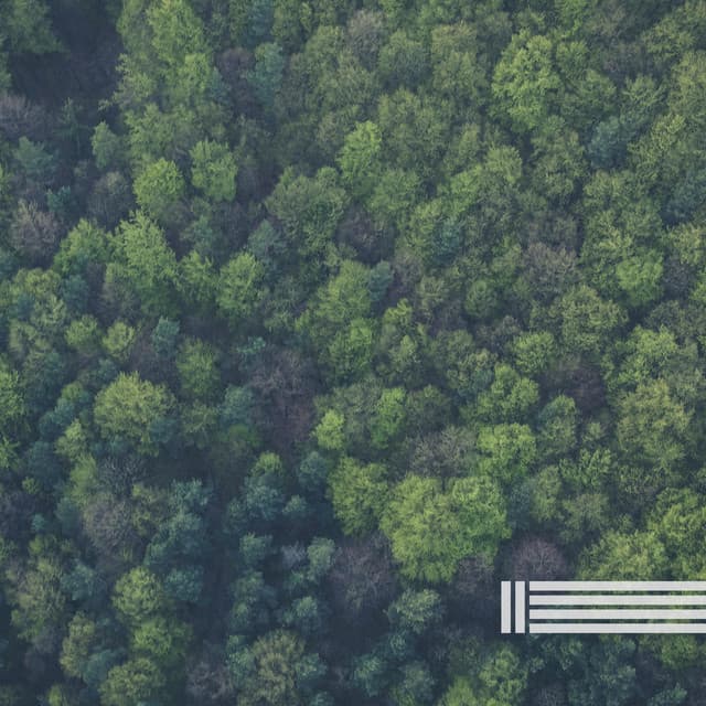 Calming Ambient From The Forest - Ambient Landscapes