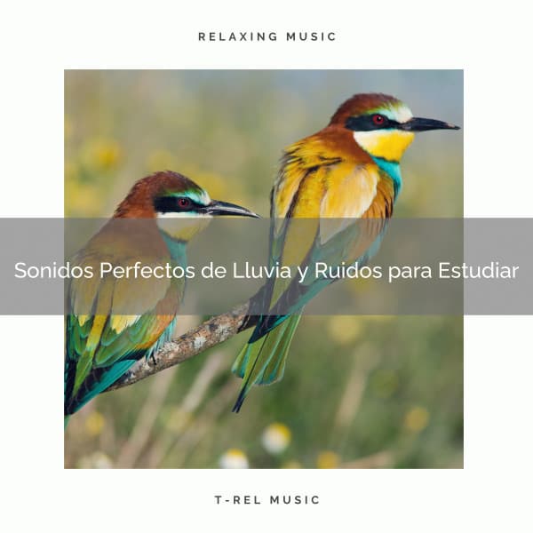 Sonidos Perfectos de Lluvia y Ruidos para Estudiar - Ruido Blanco