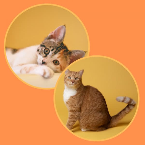 Feelings for Sitting Back Cats - Soothing Cat Music