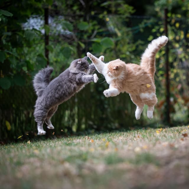 Binaural Cat Harmony: Playful Rain Connection - Binaural Systems