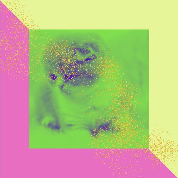 Amazing Latin Trumpet - Ambiance for Anxious Cat - Soothing Cat Music