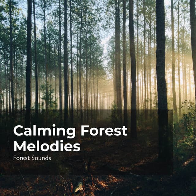 Calming Forest Melodies - Rainforest Sounds