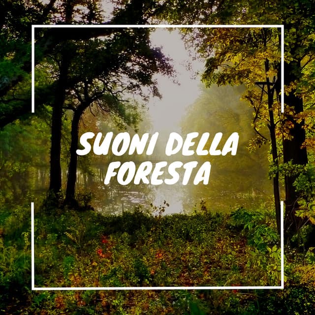 Suoni della foresta: Rilassante musica di kalimba per dormire - Musica Curativa Club