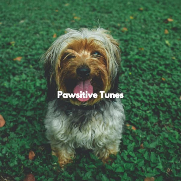 Pawsitive Tunes - Acoustic Study Music Playlists