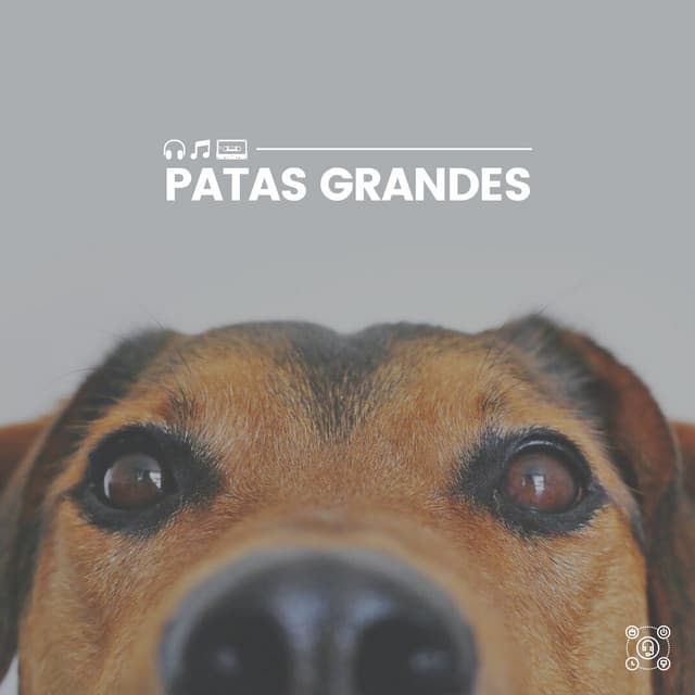 Patas Grandes - Mascotas tranquilas