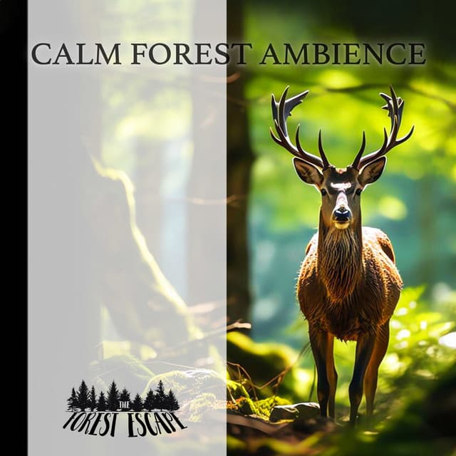 Calm Forest Ambience - The Forest Escape