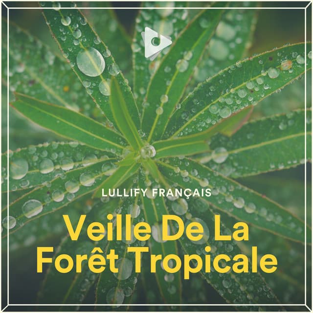 Veille De La Forêt Tropicale - Lullify Français