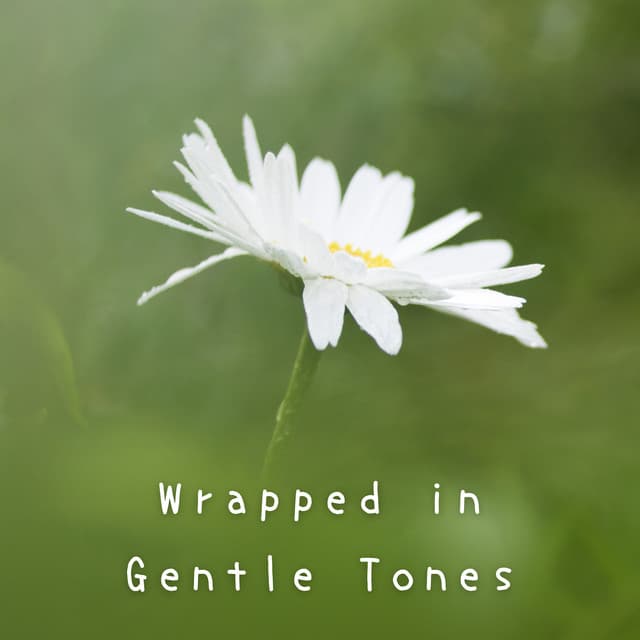 Wrapped in Gentle Tones - A-Plus Academy