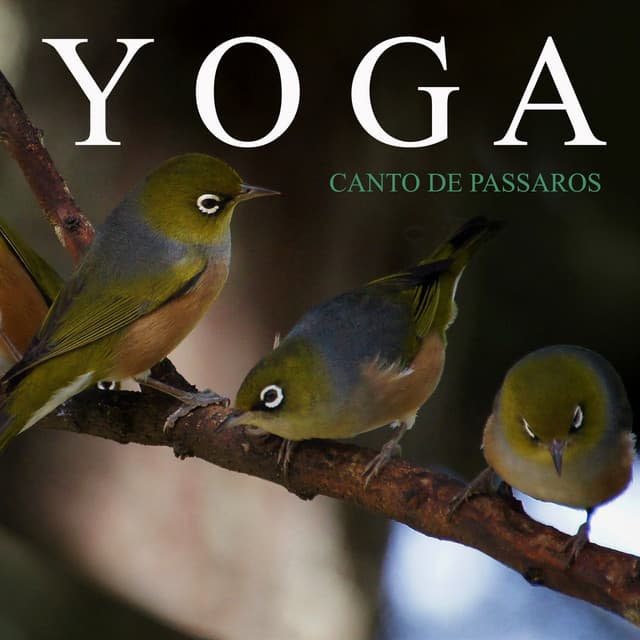 Yoga: Canto de Pássaros - Meditação Yoga