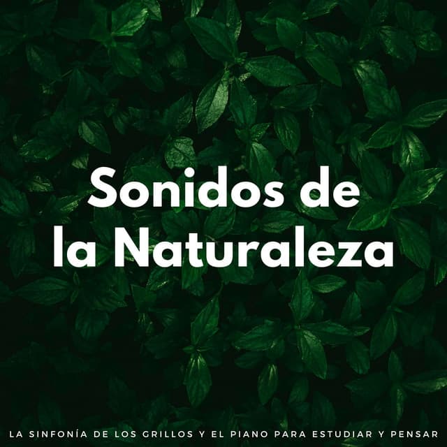 Sonidos De La Naturaleza: La Sinfonía De Los Grillos Y El Piano Para Estudiar Y Pensar - La naturaleza