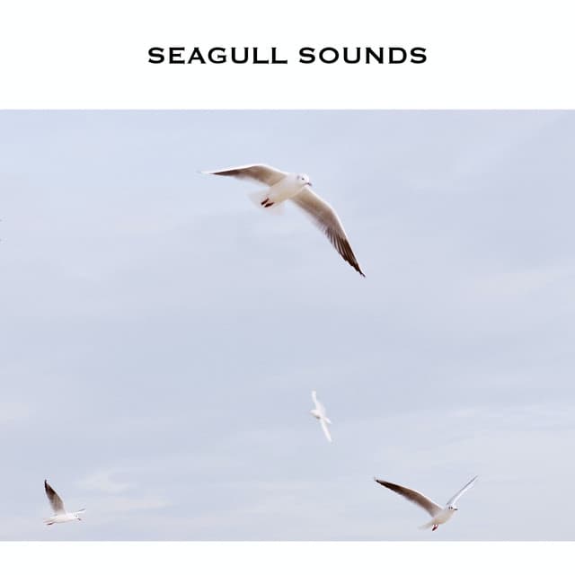 Seagull Sounds - ASMR Earth