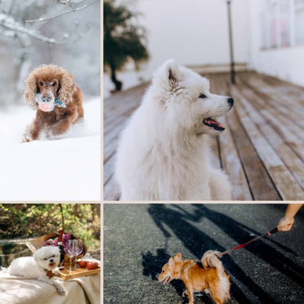 Fashionable Smooth Jazz - Bgm for Sweet Pups - Sleeptime for Dogs