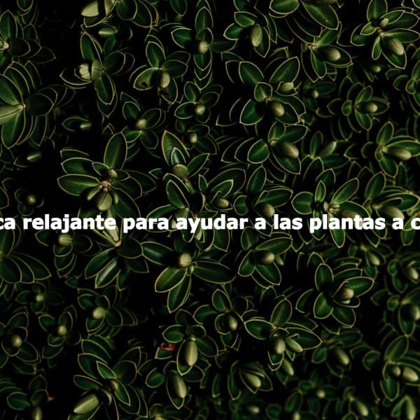 Música relajante para ayudar a las plantas a crecer - Evening Jazz Vibes