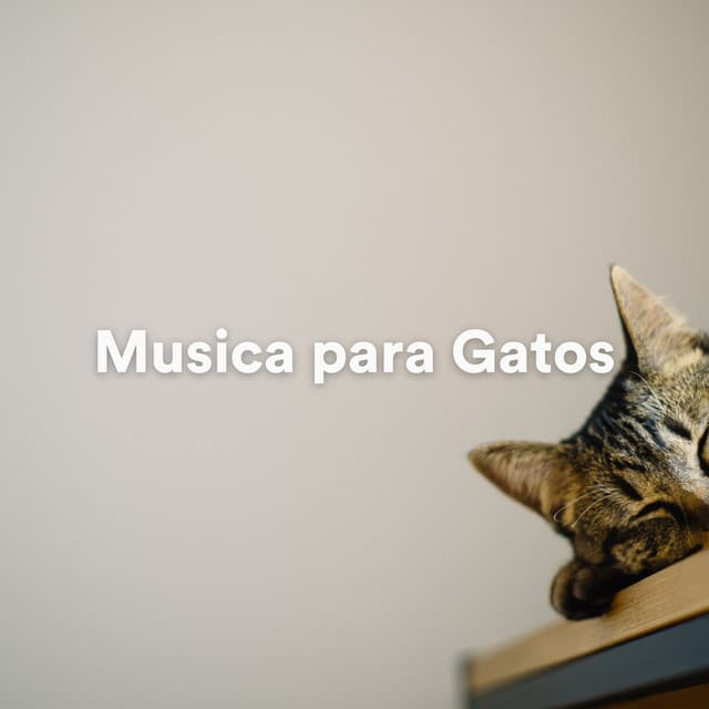 Musica para Gatos - Musica para Gatos