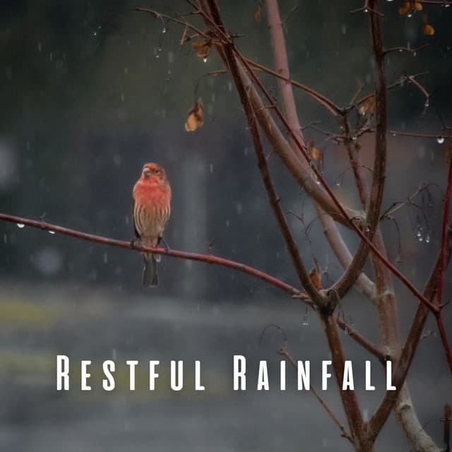 Restful Rainfall: Birdsongs and Chill Music for Peaceful Sleep - Rain Sounds for Sleep Aid