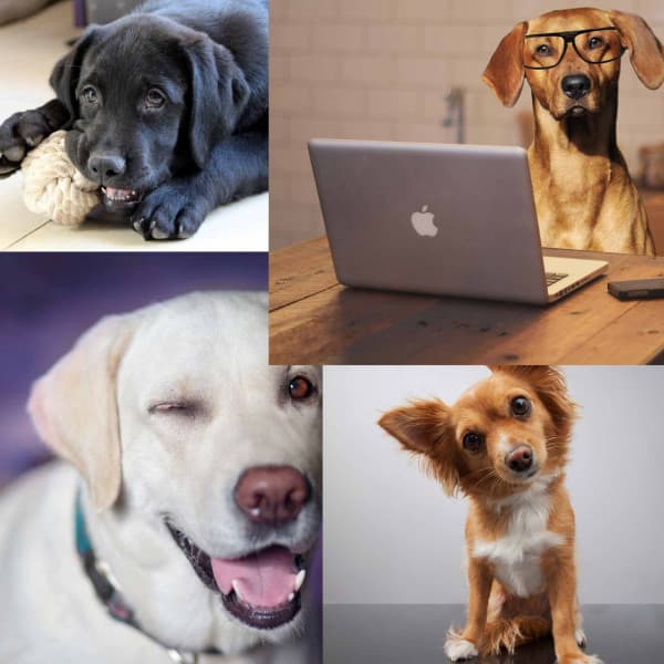 Retro Music for Resting Dog - Electric Guitars - Dog Jazz Sounds