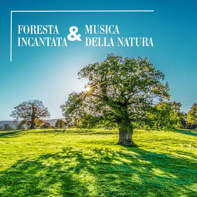 Foresta incantata & musica della natura: Suoni naturali, foresta, uccelli nel bosco - Erste Genesis