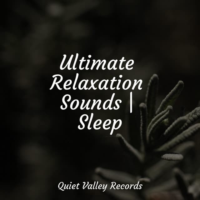 Ultimate Relaxation Sounds | Sleep - Rainfall