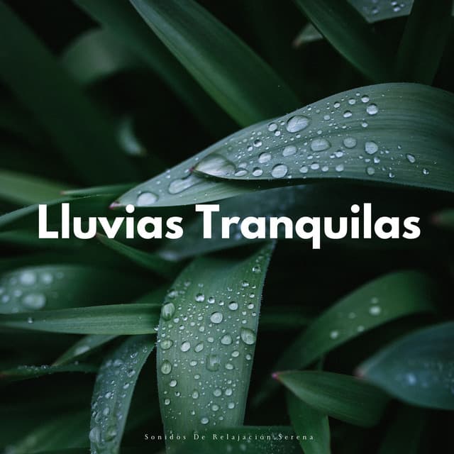 Lluvias Tranquilas: Sonidos De Relajación Serena - Lluvia del Pacifico