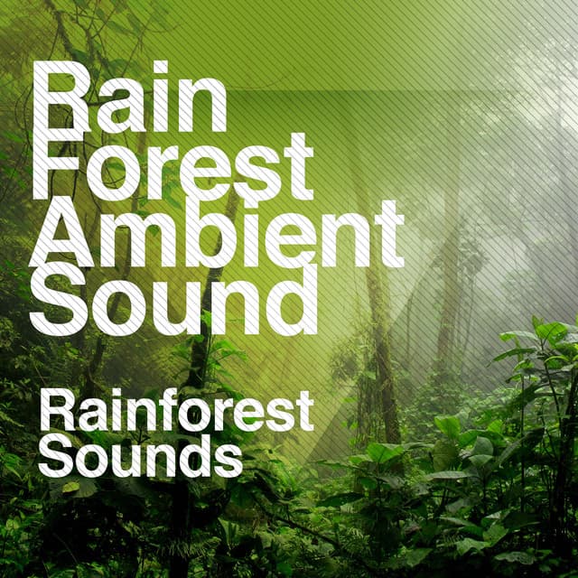 Rain Forest Ambient Sound - Rainforest Sounds