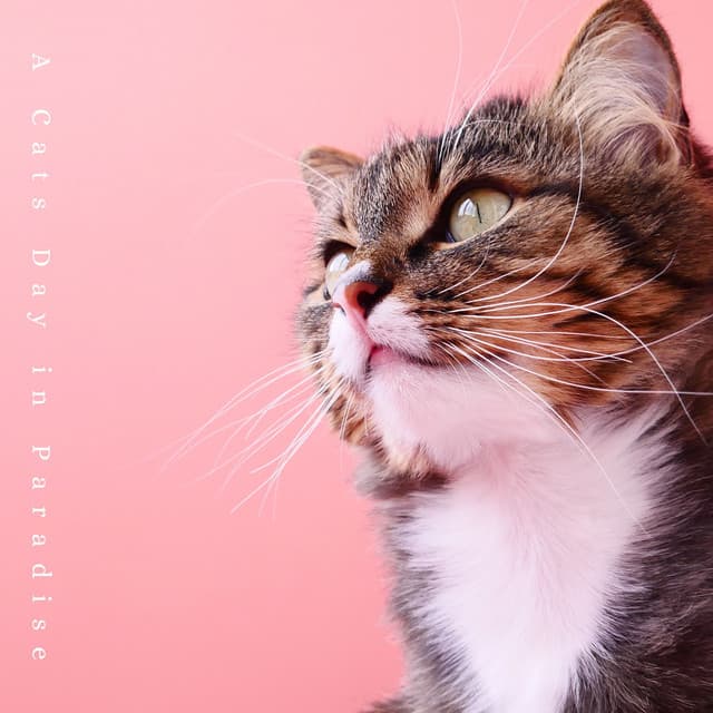 A Cats Day in Paradise - Cat Music