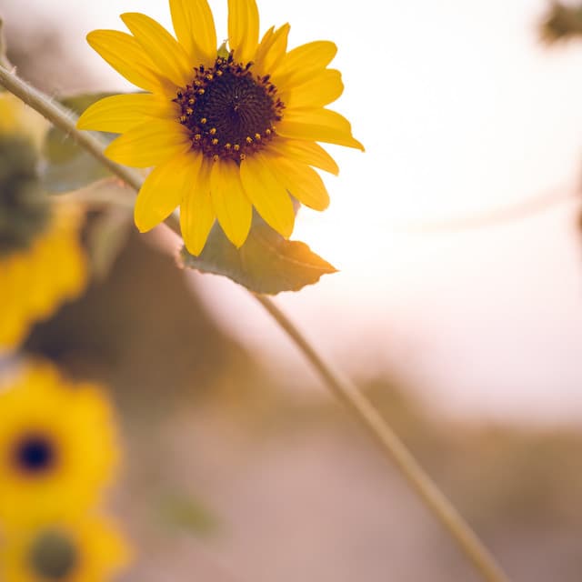 Calming Noise - White Noise Collectors