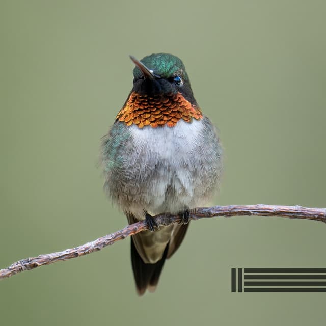 Angenehme Vogel- und Waldgeräusche - Vogelstimmen Welt