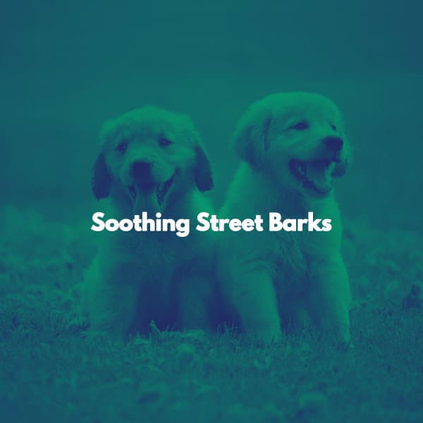 Soothing Street Barks - Evening Jazz Bgm