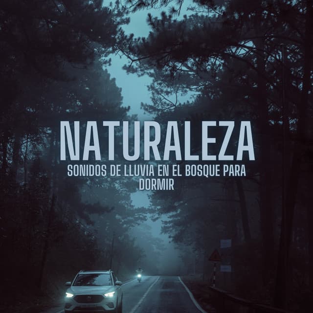 Naturaleza: Sonidos De Lluvia En El Bosque Para Dormir - Sonidos de Lluvia 24H