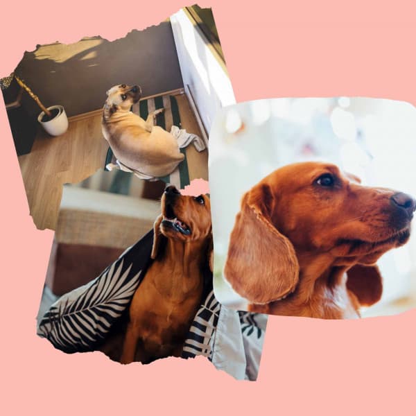 Distinguished Ambiance for The Calm Pup - Dog Music Radio