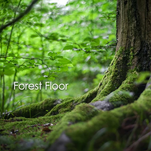 Forest Floor - Sounds for Life