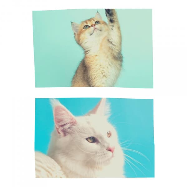 Spacious Background for Favorite Kittens - Musica para Gatos