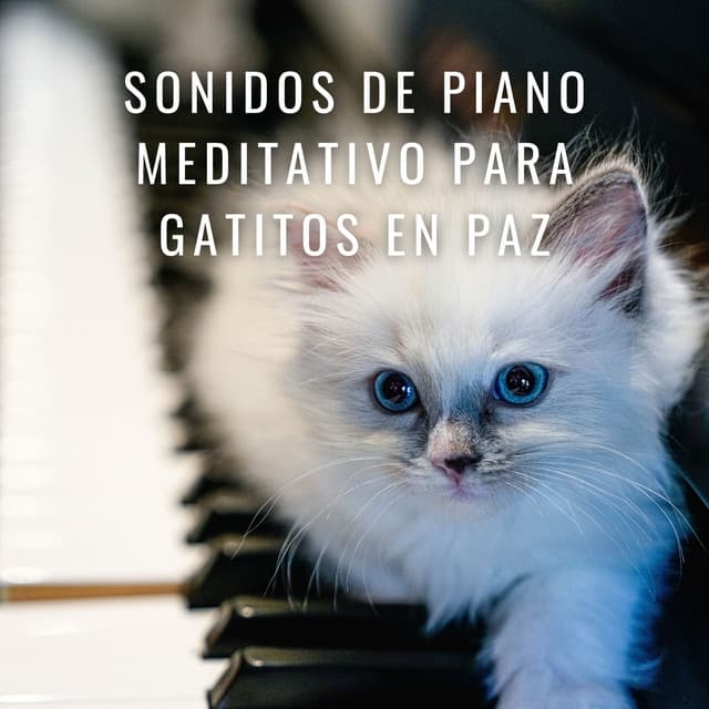 Gatos Zen: Sonidos De Piano Meditativo Para Gatitos En Paz - Conjunto de música relajante de piano jazz